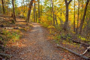 Fall Color on the Ridge along the Rumbling Bald Loop Trail