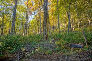 Rumbling Bald Loop Trail Signs