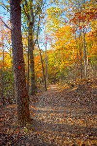 Fall Color at Sunset on the Rumbling Bald Loop Trail