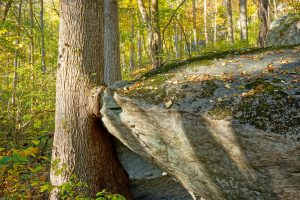 Tree Rock