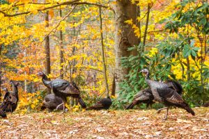 Wild Turkeys and Fall Color