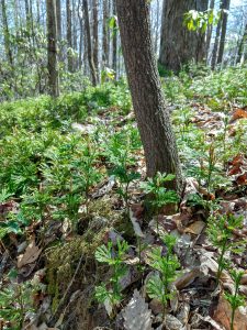 Club Moss on the Buckwheat Knob Trail