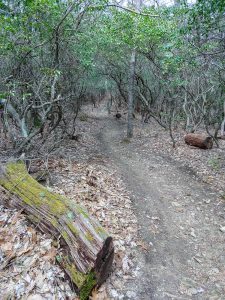 Mossy Log and Mountain Laurel on Buckwheat Knob Trail