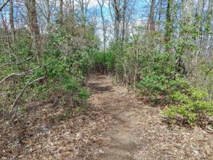 Easy Stretch of Buckwheat Knob Trail