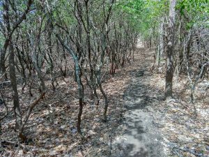 Twisted Laurels on the Buckwheat Knob Trail