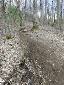 Roots and Mud on the Club Gap Trail