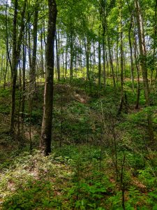 Open Forest on the Armstrong Creek Trail