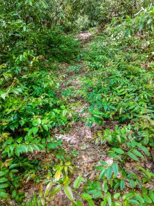 Armstrong Creek Trail Overgrown