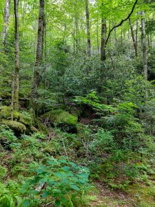 Lush Northern Hardwood Forest along the Flat Laurel Creek Trail