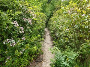 Mountain Laurel Bloom