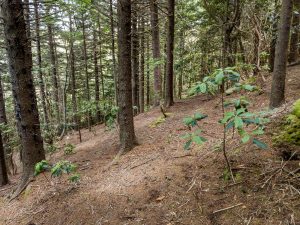 Red Spruce Forest near the Flat Laurel Creek Trail