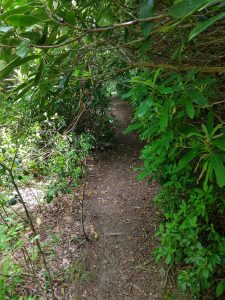 Rhododendron Tunnel on the Flat Laurel Creek Trail