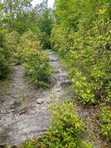 Wide Old Railroad Bed