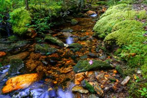 Headwaters of Bubbling Spring Branch