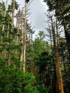 Dead Trees Along the Richland Balsam Trail