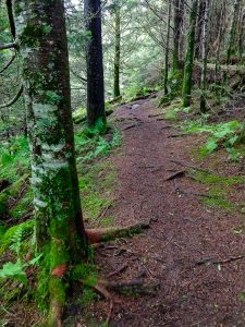 Richland Balsam Trail in Fraser Fir