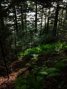 Forest on Richland Balsam