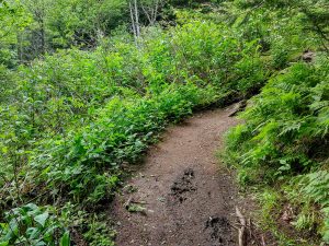 Forest Opening on Richland Balsam