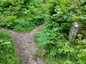 Richland Balsam Trail Split