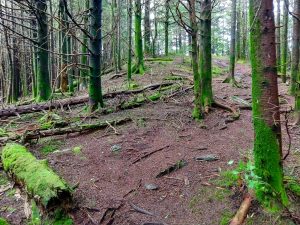 Richland Balsam Trail near the Summit