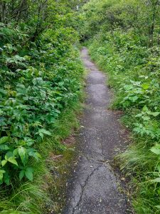 Paved Beginning of Richland Balsam Trail