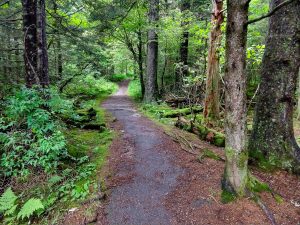 Richland Balsam Trail in the Spruce