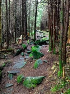 Rocky Section of Richland Balsam Trail