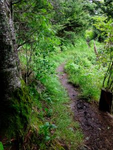 Soft Light on the Richland Balsam Trail