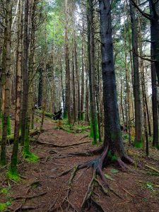 Spruce-Fir Forest on Richland Balsam