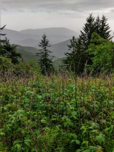 View on the Richland Balsam Trail