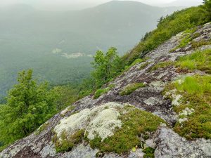 Moss and Lichens on Whiteside Mountain