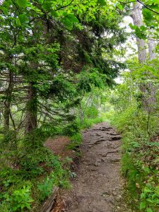 Lone Red Spruce on Whiteside Mountain