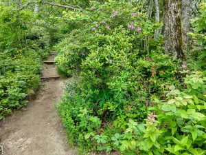 Lush Growth and Wildflowers on the Whiteside Mountain Trail