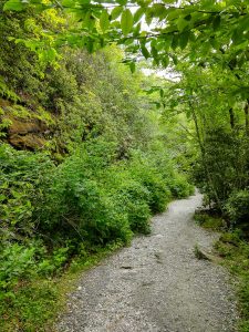 Mossy Cliffs on the Whiteside Mountain Trail