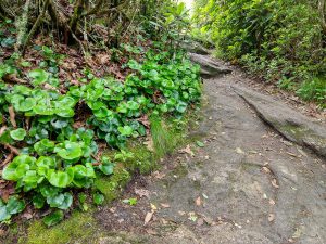 Galax Beside the Whiteside Mountain Trail