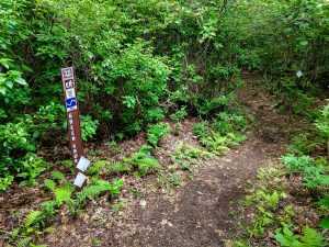 Green Knob Trail