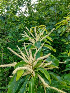 Flowering American Chestnuts on Green Knob