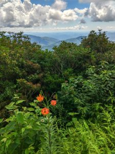 Turks Cap Lily Beside the Blue Ridge Parkway