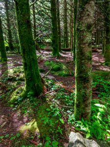 Fraser Fir Forest on the Summit Trail