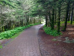 Fraser Fir Forest on the Summit Trail