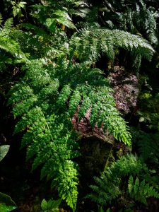 Ferns on Big Firescald Knob