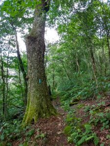 Big Birch Tree on Big Firescald Knob