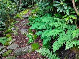 Ferns Beside Appalachian Trail