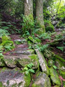 Mossy Climb on the Appalachian Trail