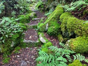 Mossy Steps on the Appalachian Trail