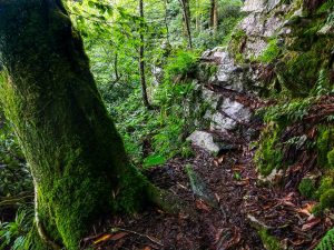 Mossy Tree and Outcrop on the Appalachian Trail