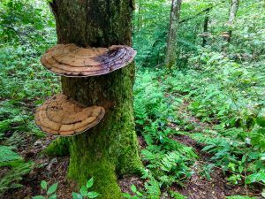 Shelf Fungus on Big Firescald Knob