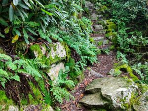 Verdant Steps on the Appalachian Trail