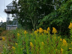 Goldenrod near the Cowee Bald Fire Tower