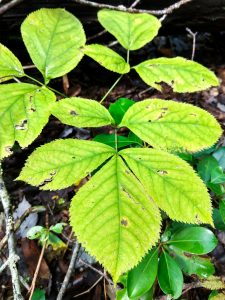 First Signs of Fall along the Walton Interpretive Trail